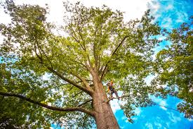 Reliable Lyman, WY Tree Services Solutions