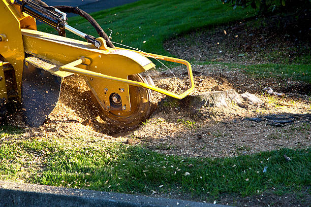 How Our Tree Care Process Works  in  Lyman, WY